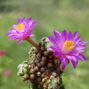 DSC04277Mammillaria therese