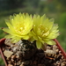 DSC04279Gymnocalycium andreae v. doppianum P378