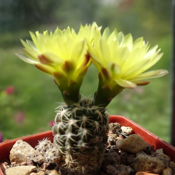 DSC04280Gymnocalycium andreae v. doppianum P378