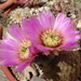 DSC04285Echinocereus caespitosus