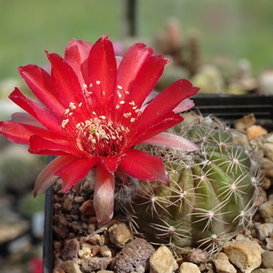 DSC04788Lobivia haematantha v. chorrillosensis LT113