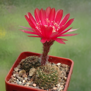 DSC04793Lobivia arachnacantha v. vallegrandensis TB511.1