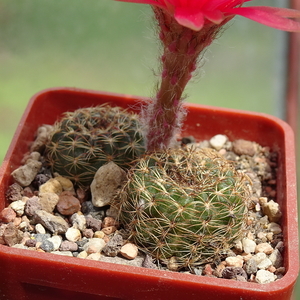 DSC04794Lobivia arachnacantha v. vallegrandensis TB511.1