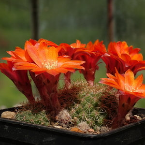 DSC04814Rebutia tarijensis sphaerica