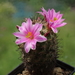 DSC04819Mammillaria blossfeldiana SB1486