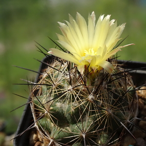 DSC04817Coryphantha nickelsiae