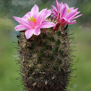 DSC04820Mammillaria blossfeldiana SB1486