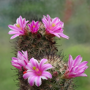 DSC04821Mammillaria blossfeldiana SB1486