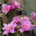 DSC04822Mammillaria blossfeldiana SB1486