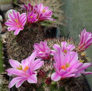 DSC04822Mammillaria blossfeldiana SB1486