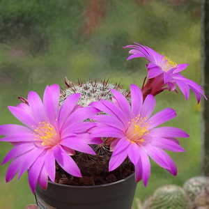 DSC04827Mammillaria deherdtiana