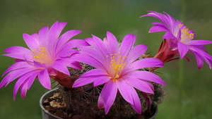 DSC04828Mammillaria deherdtiana