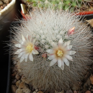 DSC04829Mammillaria schwarzii