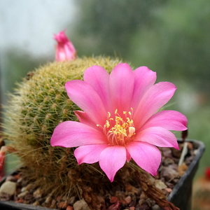 DSC04894Rebutia kariusiana