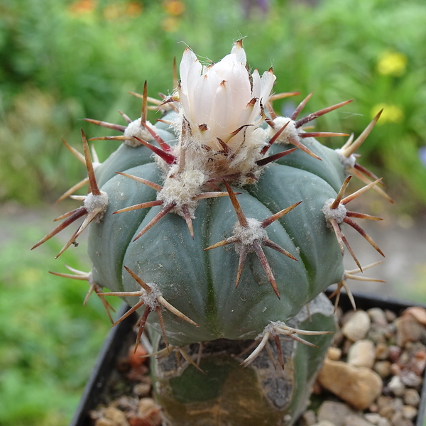 DSC04896Echinocactus horizontalonius v. subikii RS615