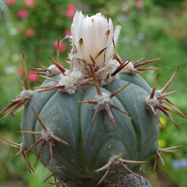 DSC04897Echinocactus horizontalonius v. subikii RS615