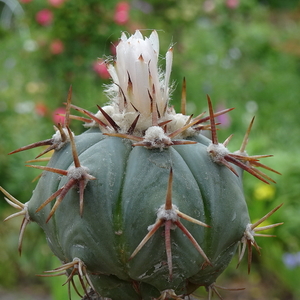 DSC04898Echinocactus horizontalonius v. subikii RS615