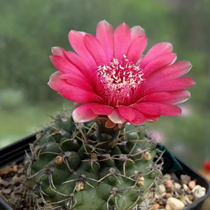 DSC04902Gymnocalycium baldianum JO 295