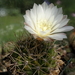 DSC04904Gymnocalycium hyptiacanthum