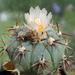 DSC04905Echinocactus horizontalonius v. subikii RS615