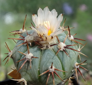 DSC04905Echinocactus horizontalonius v. subikii RS615