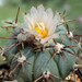 DSC04906Echinocactus horizontalonius v. subikii RS615