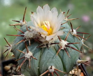 DSC04906Echinocactus horizontalonius v. subikii RS615