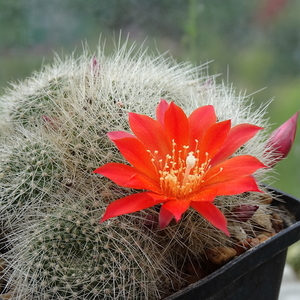 DSC04916Rebutia wessneriana cv. Ruby