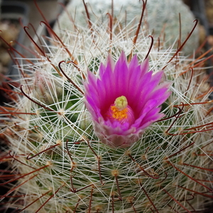 DSC04923Mammillaria wrightii