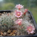 DSC04925Mammillaria bocasana