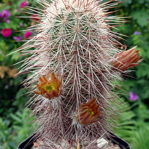 DSC04935Echinocereus russanthus