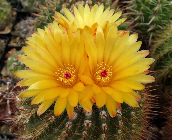 DSC04981Notocactus pseudoherterii