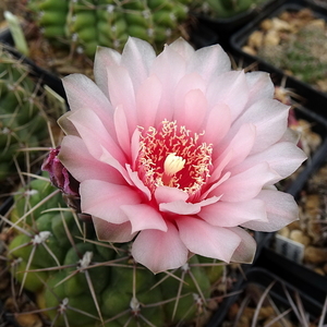 DSC04983Gymnocalycium ritterianum