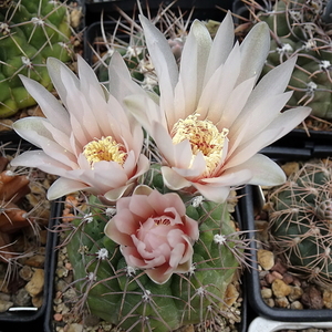 DSC04985Gymnocalycium poeschlii KFF 1158