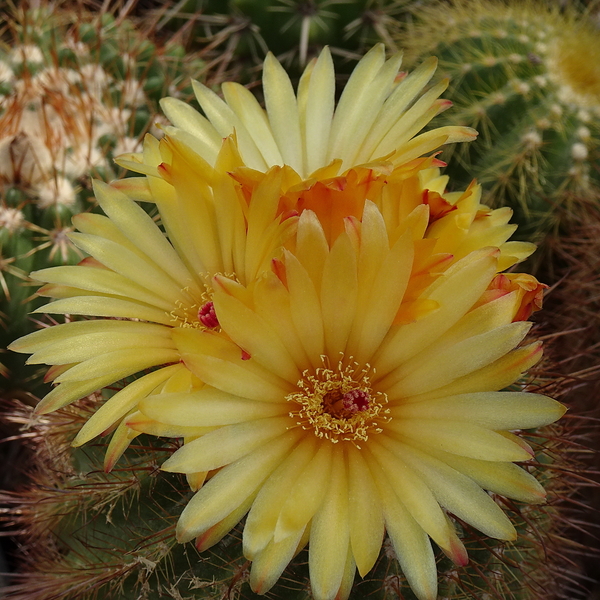 DSC05063Notocactus pseudoherterii