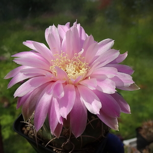 DSC05070Gymnocalycium ritterianum