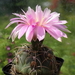 DSC05071Gymnocalycium ritterianum