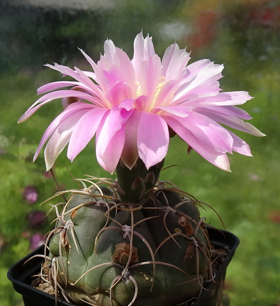 DSC05071Gymnocalycium ritterianum