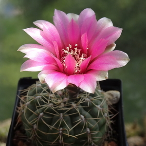 DSC05073Gymnocalycium heidiae GN 93