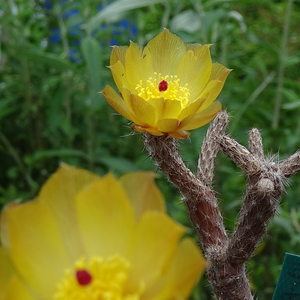 DSC05081Pterocactus tuberosus