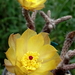 DSC05082Pterocactus tuberosus