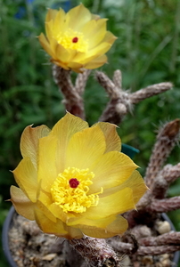 DSC05082Pterocactus tuberosus