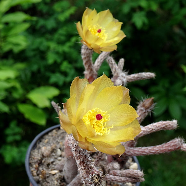 DSC05084Pterocactus tuberosus