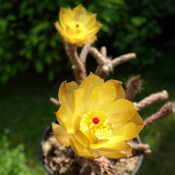 DSC05085Pterocactus tuberosus