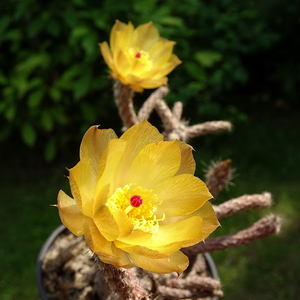 DSC05086Pterocactus tuberosus