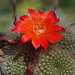 DSC05088Rebutia wessneriana cv. Ruby