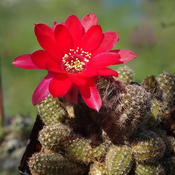 DSC05109Chamaecereus czerwony