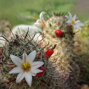 DSC05117Mammillaria hutchisoniana ssp. louisae