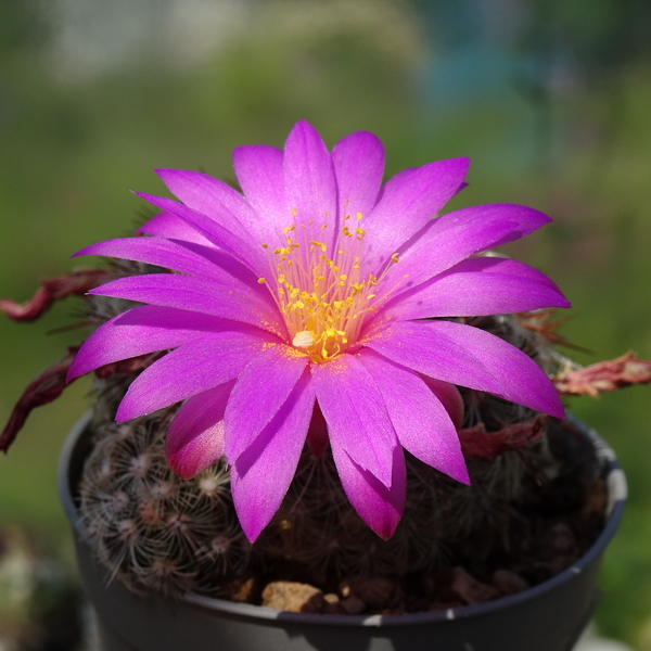 DSC05118Mammillaria deherdtiana