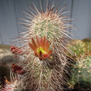 DSC05120Echinocereus russanthus